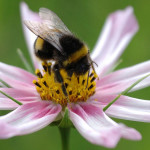 Solar power plant saves bumblebee
