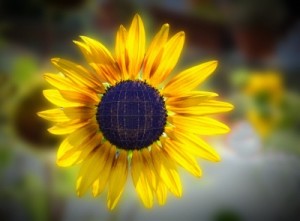 solar panels for homes